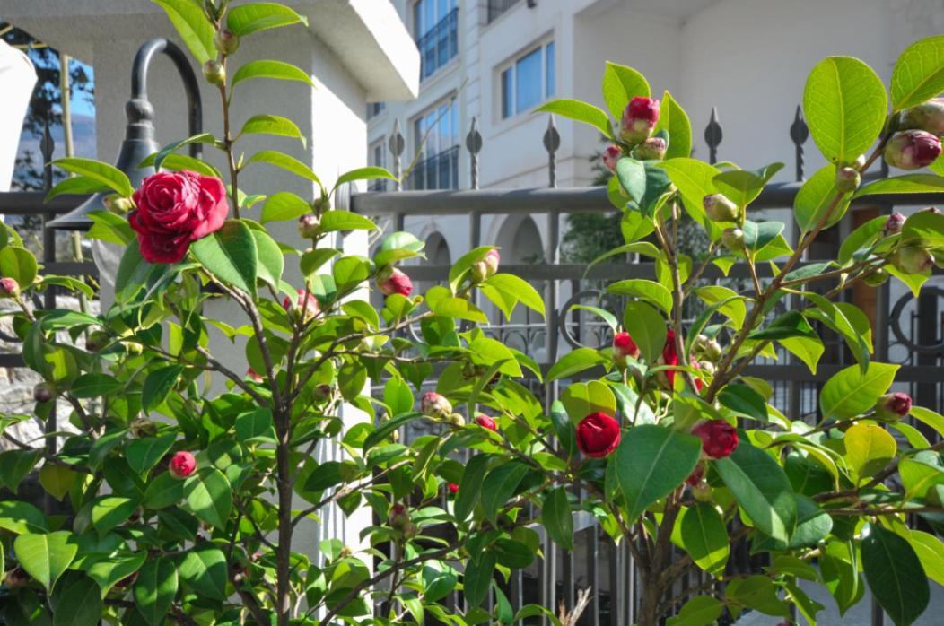 Oasis Seaside Rooms بودفا المظهر الخارجي الصورة